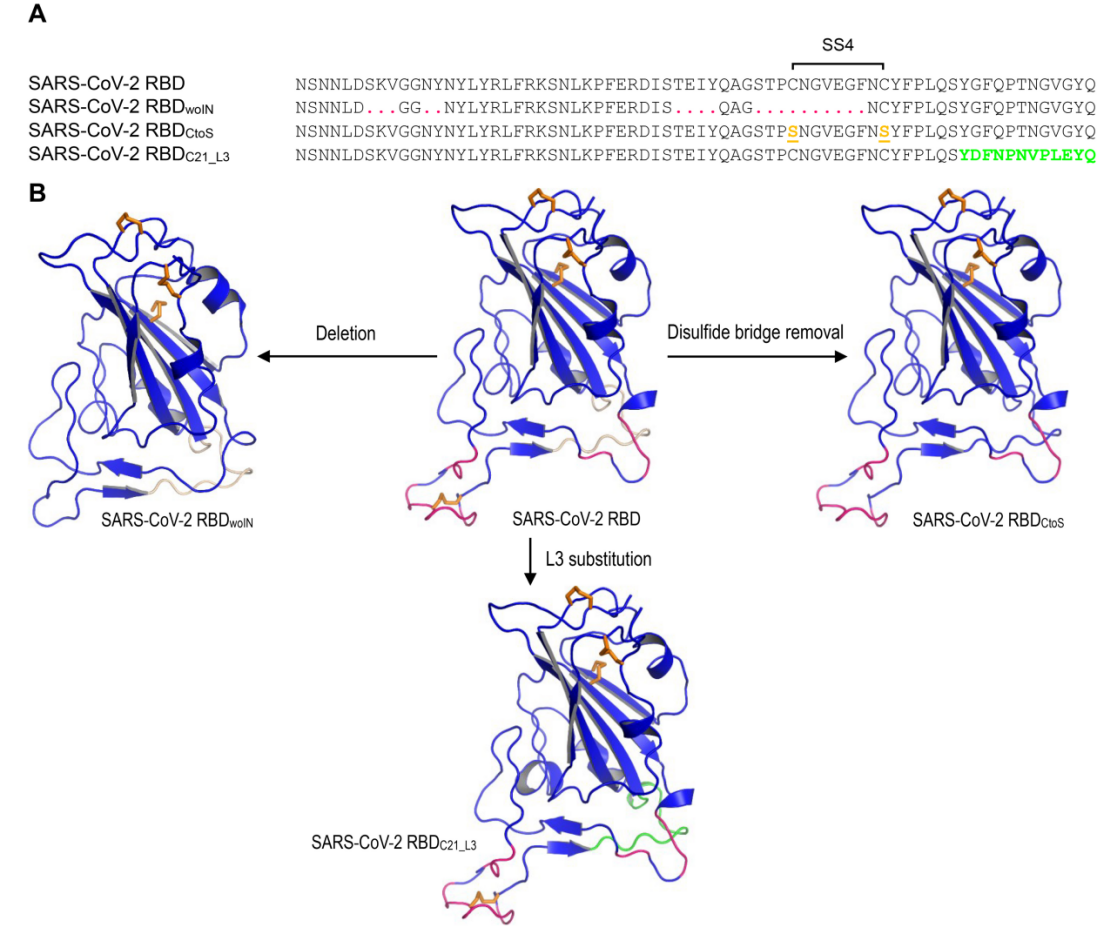 SARS-CoV-2 RBD mutants for MD simulations Fig2.png