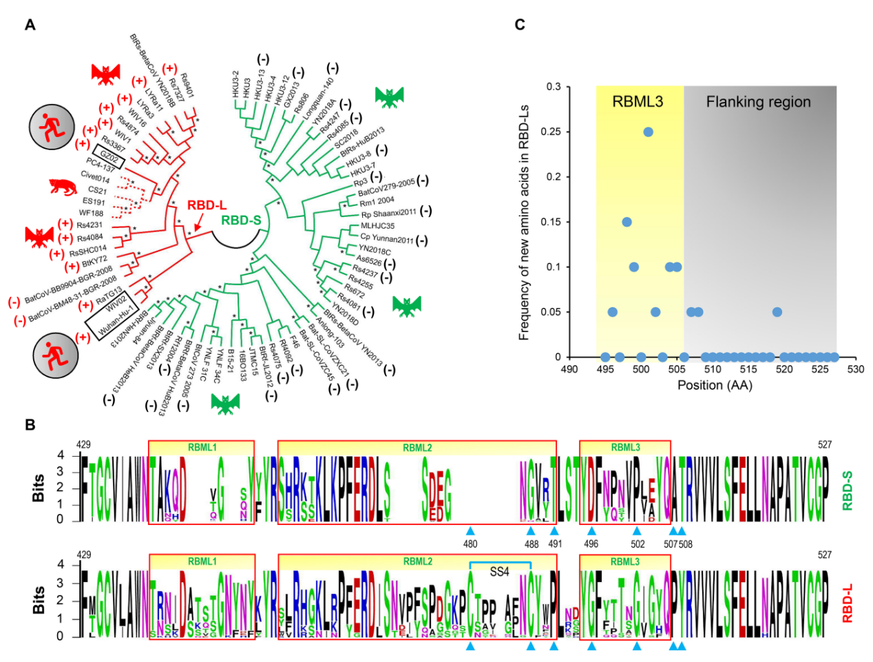 Classification and evolutionary conservation of Sarbecovirus RBDs Fig3.png