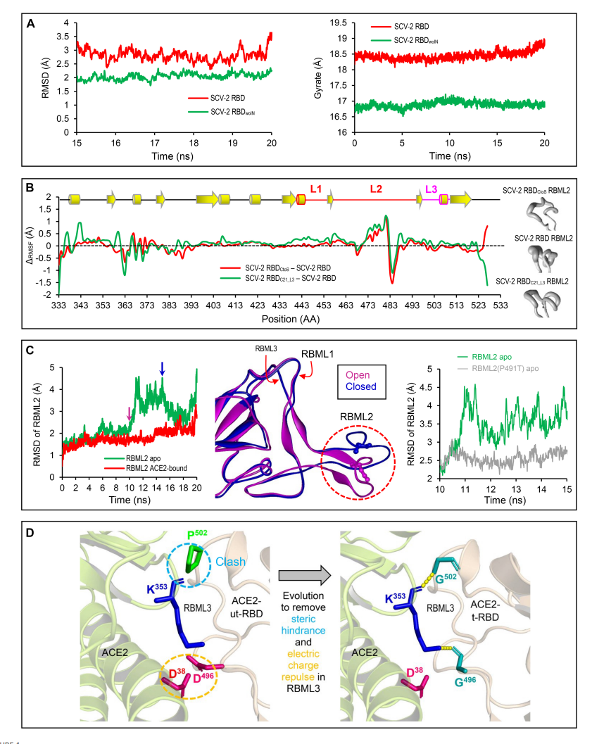 Structural and Dynamic Evidence for the Origin of ACE2 Binding Fig4.png