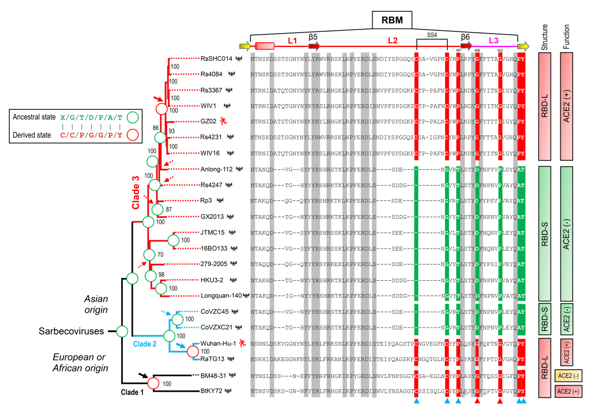 Evidence for the Parallel Evolution of ACE2-Binding Capacity in Three Sarbecovirus Lineages Fig5.png