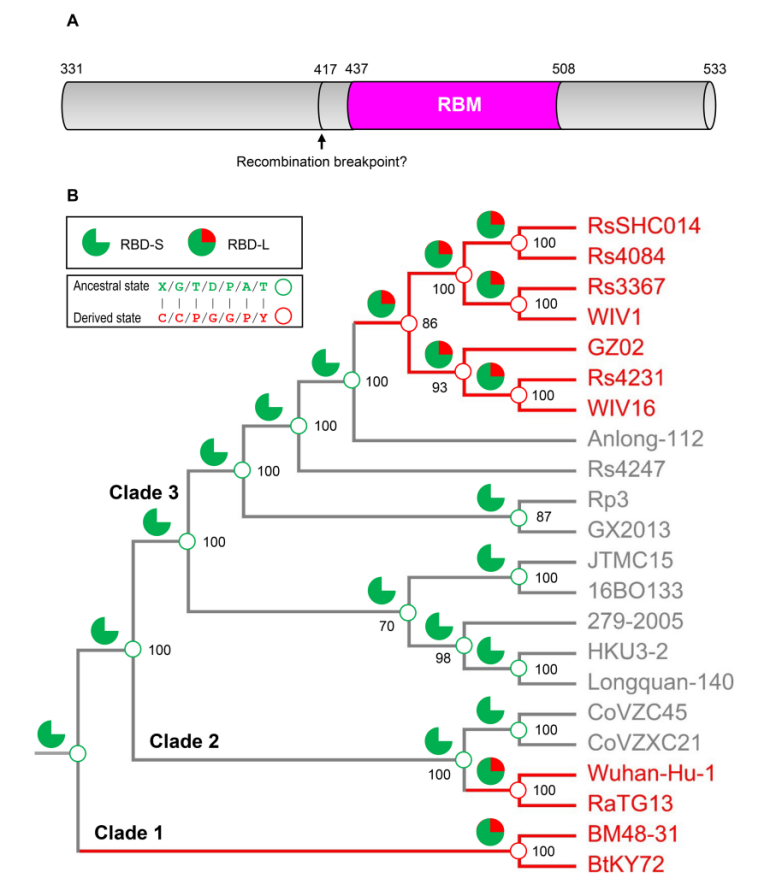 Ancestral sequence reconstruction elucidating the history of insertions and point mutations as proposed by the parallel evolution hypothesis Fig6.png