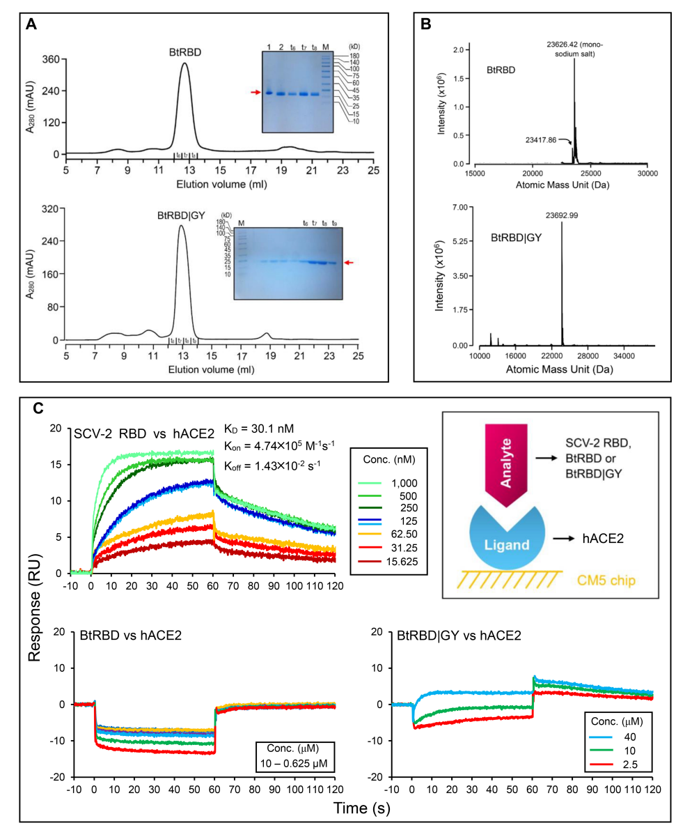 Purification, characterization, and functional validation of recombinant bovine serum albumin Fig7.png