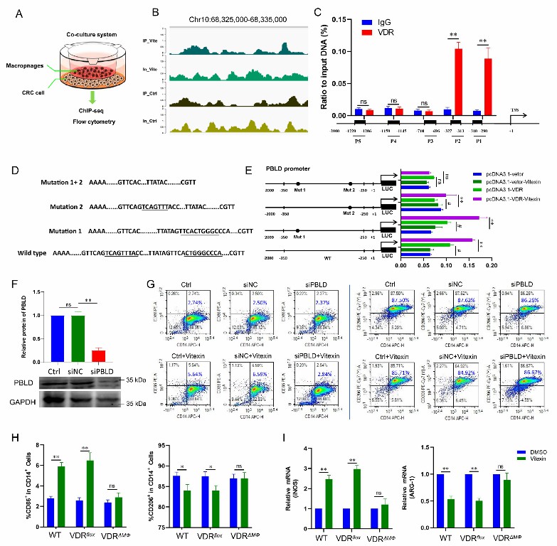 Vitexin regulates macrophage polarization in the tumor microenvironment via the VDR:PBLD pathway-06.jpg