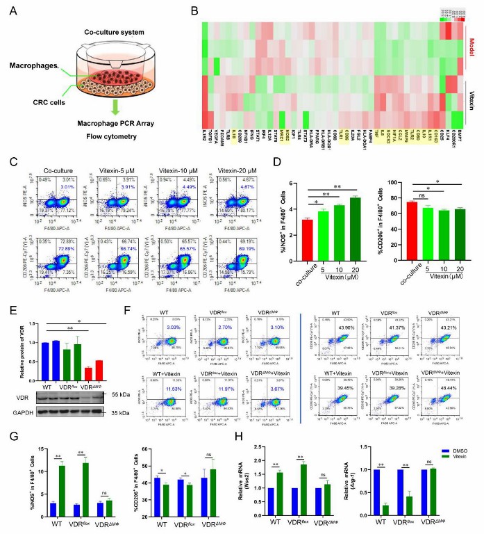 Vitexin regulates polarization in macrophages in co-culture, dependent on VDR-05.jpg