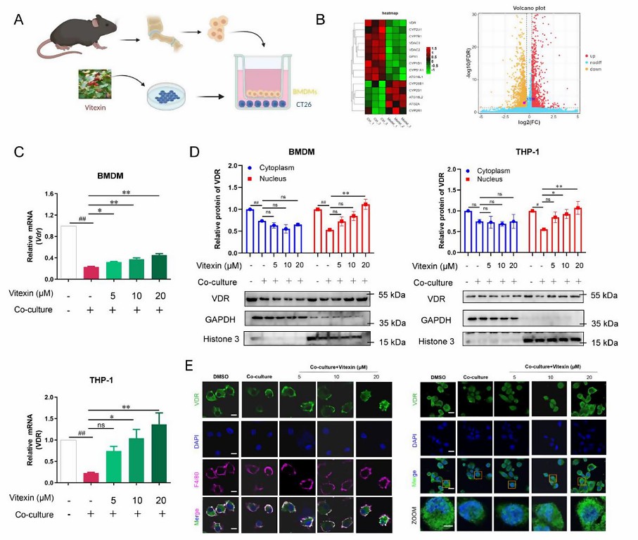 In the tumor microenvironment, vitexin promotes the nuclear translocation of VDR-04.jpg
