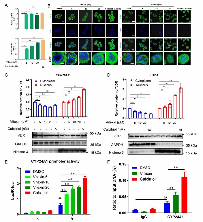 Vitexin promotes nuclear translocation of VDR protein in macrophages and regulates nuclear transcription-03.jpg