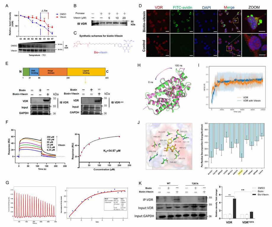 Vitexin targets VDR and binds amino acid motifs in its VDR-LBD region-02.jpg