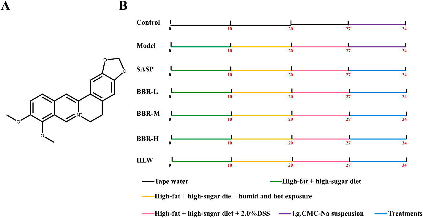 Figure 1 Berberine (BBR) chemical structure and in vivo animal experimental design.png
