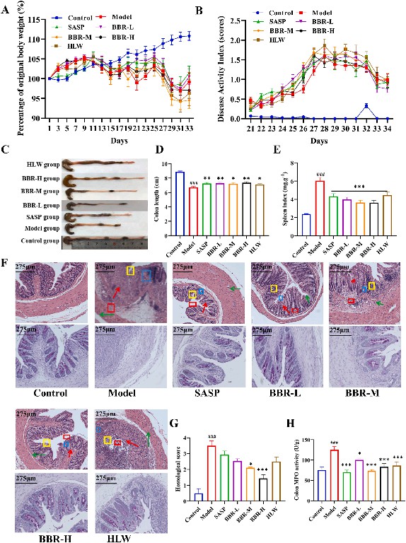 Figure 2 BBR and Coptis chinensis Franch. extract ameliorates UC in mice.jpg