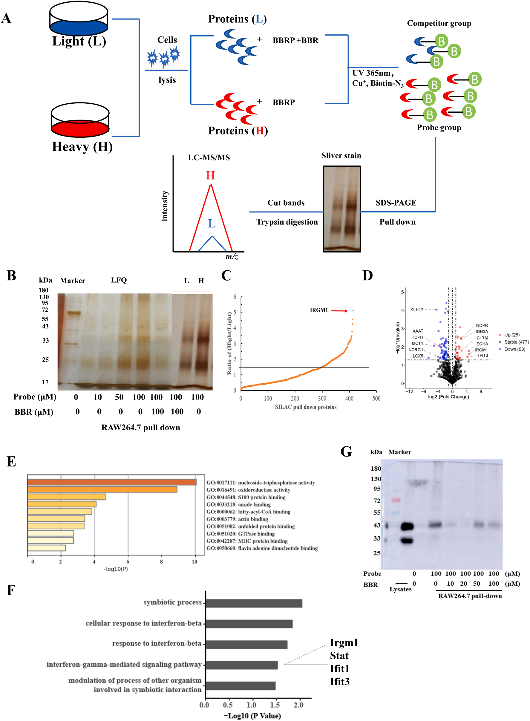 Figure 5 SILAC pull-down-based chemical proteomics approach for the identification of BBR’s direct target.png