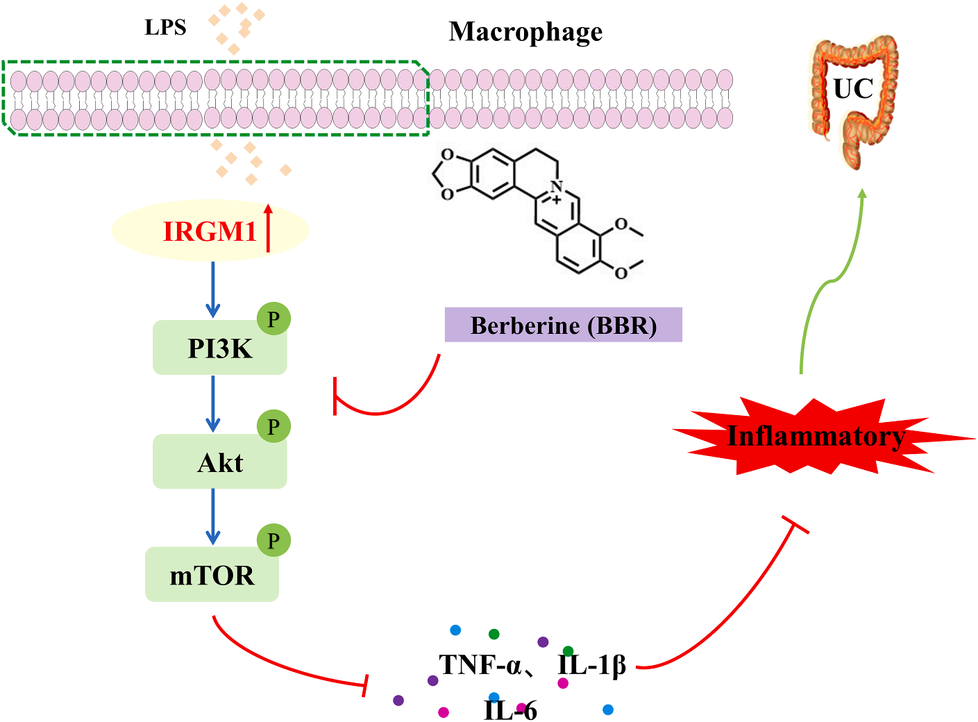 Figure 10 The possible molecular mechanism through which BBR alleviates UC.png