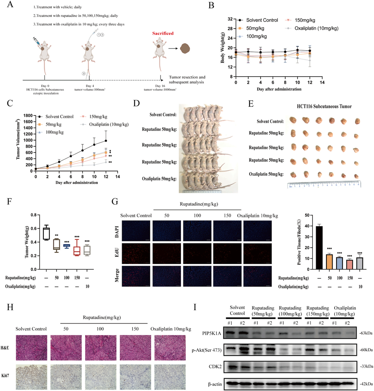 In vivo anti-tumor effects of rupatadine The authors purchased purified human PIP5K1A protein-6 .png