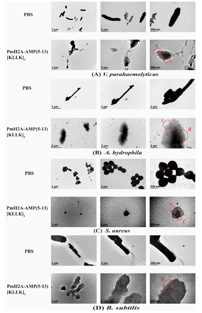 Fig 1. Morphological changes in different bacterial species upon exposure to PmH2A- AMP.png