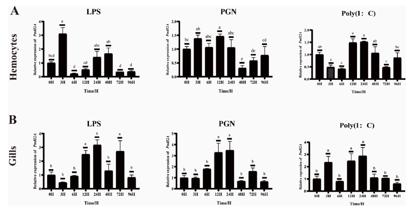 Fig 2. Morphological changes in different bacterial species upon exposure to PmH2A-AMP(5–13)[KLLK]3.png