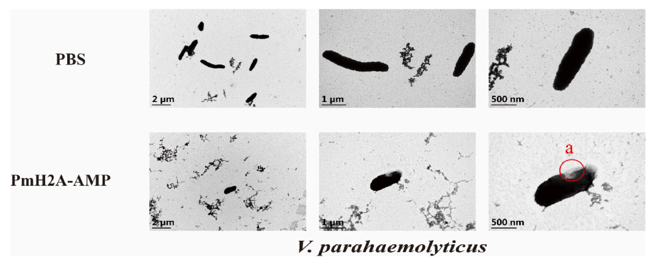 Fig 3. The regulatory role of PmH2A in the blood cells and gills of Martin's flagellate towards pathogen-associated molecular patterns.png