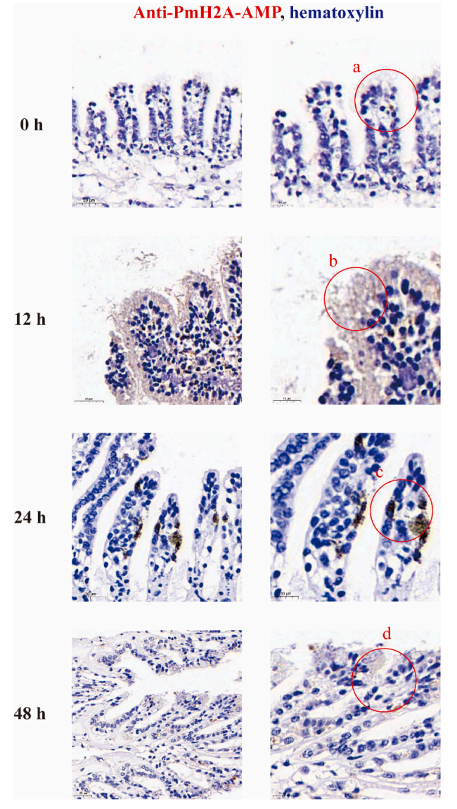 Fig 4. Distribution of PmH2A-AMP in gill tissues after LPS stimulation.png
