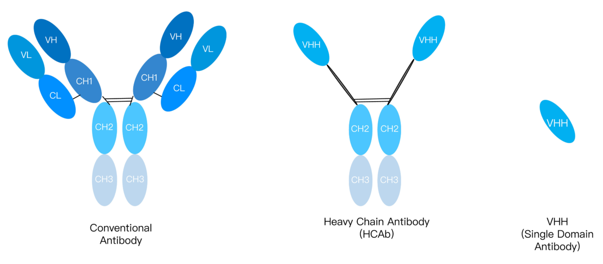 Introduction to the application prospects of Antibody Affinity MaturationKMD Bioscience.png