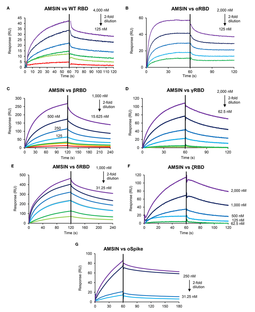 Fig2. SPR sensorgrams of AMSIN binding to various RBD variants.png