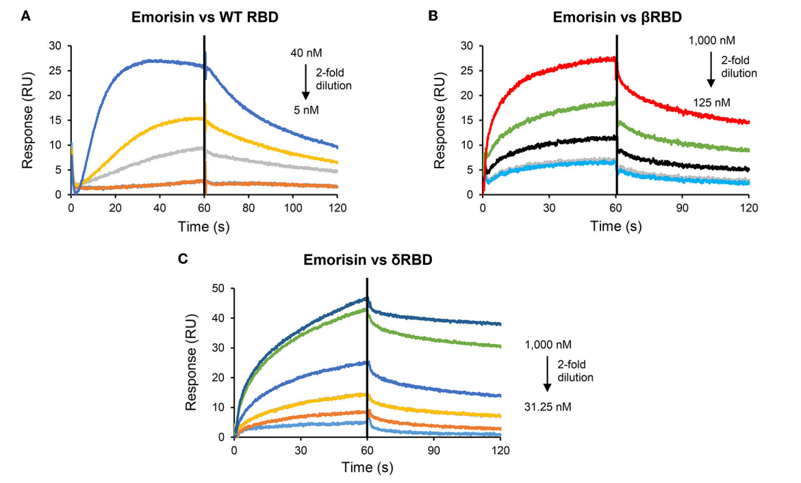Fig3. SPR sensorgrams of emorisin binding to RBD.png