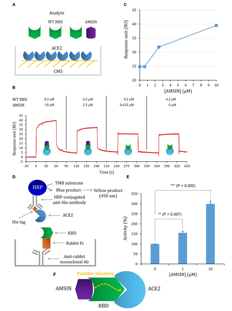 Fig4. Validation of the activating effect of AMSIN by multiple experiments.png