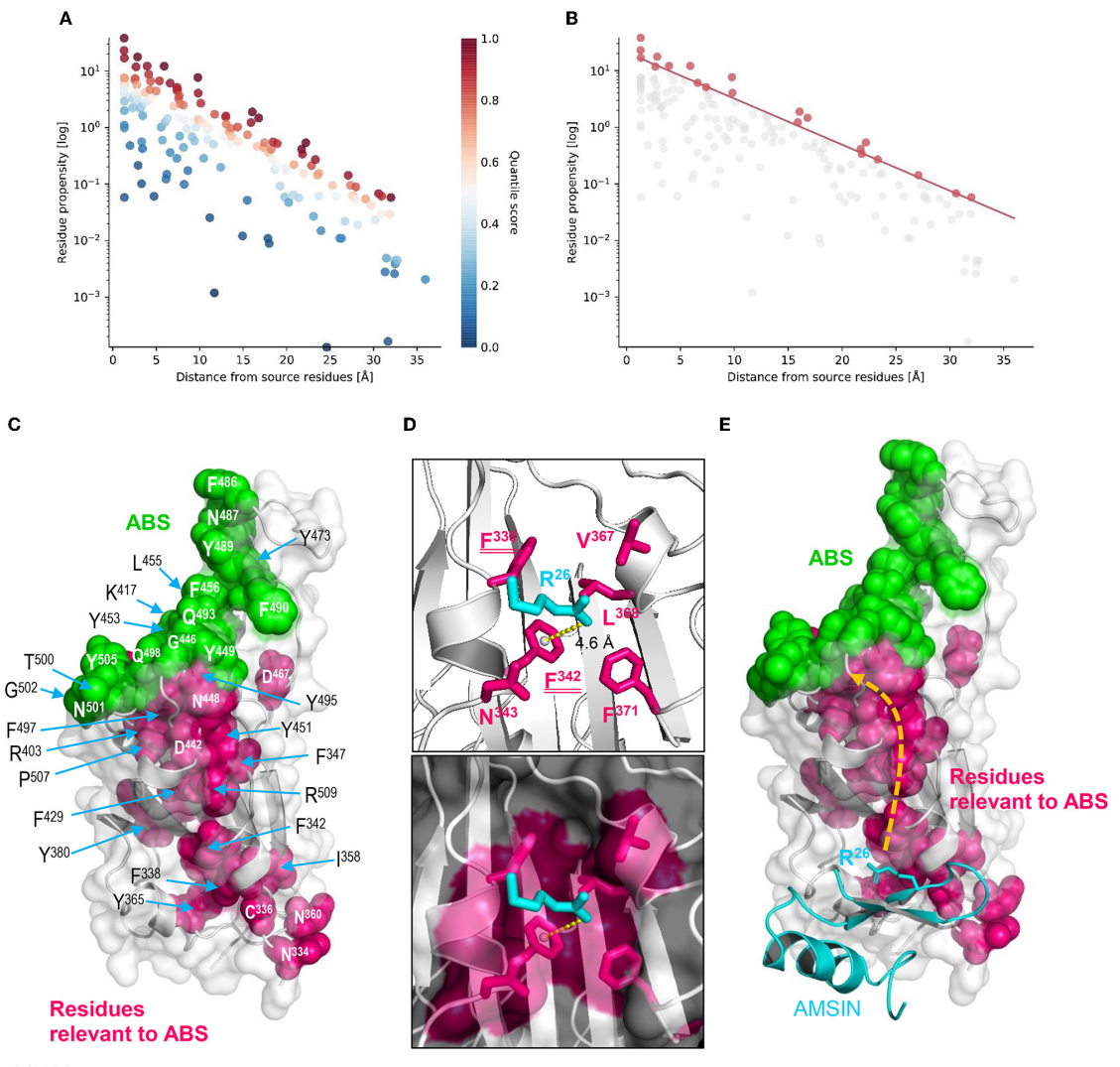 Fig6. Structural basis of the ligand-modulating effect induced by AMSIN in RBD.png