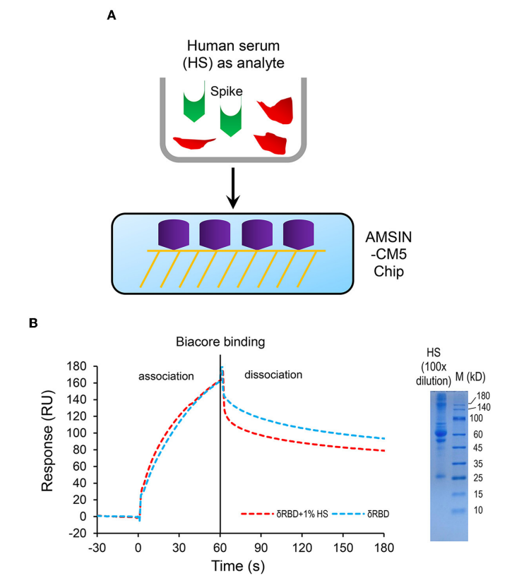 Fig7. Human serum does not interfere with the binding of δRBD to AMSIN covalently immobilized on CM5 sensor chip.png