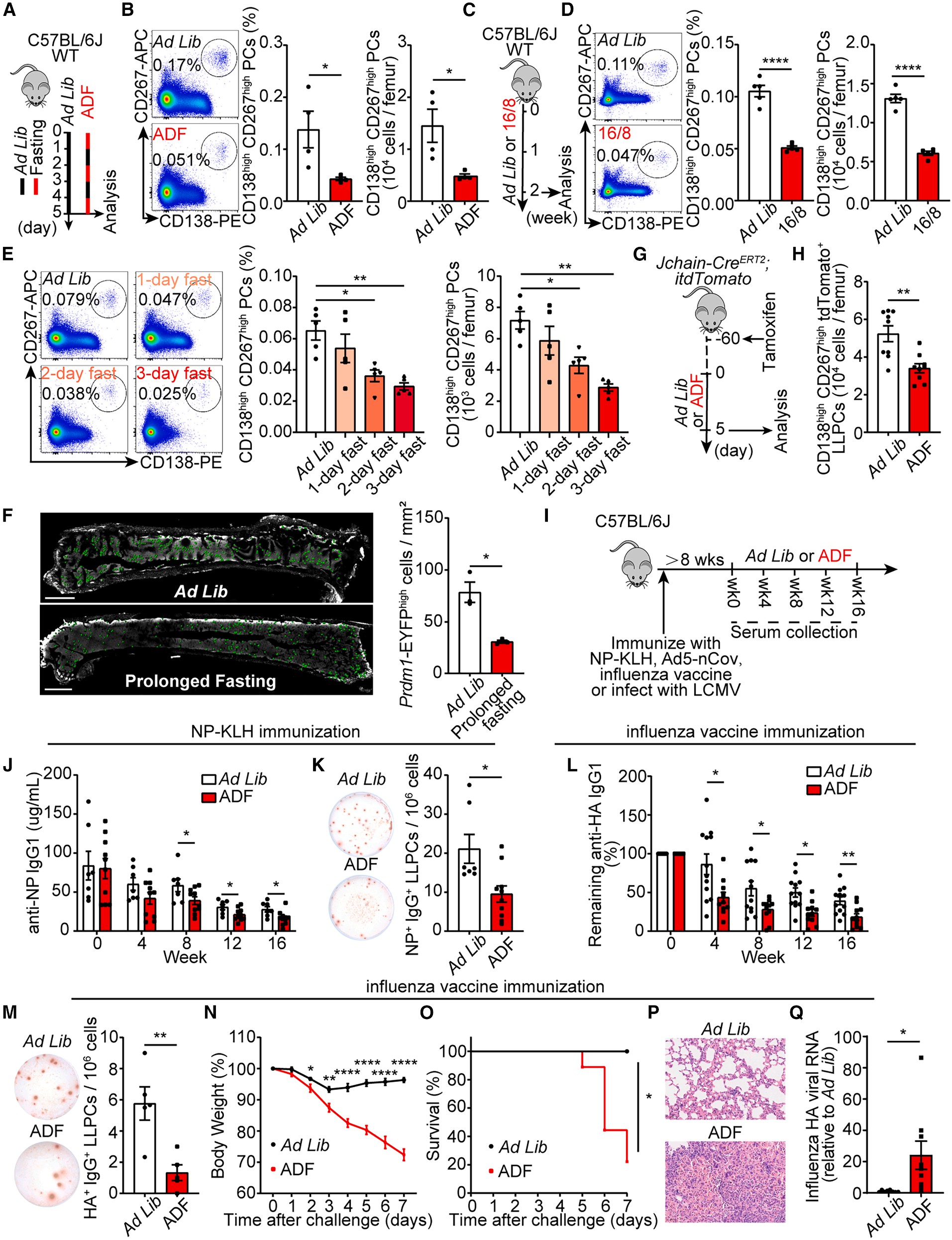 Fig. 2 Fasting impairs humoral immunological memory by depleting LLPCs.jpg