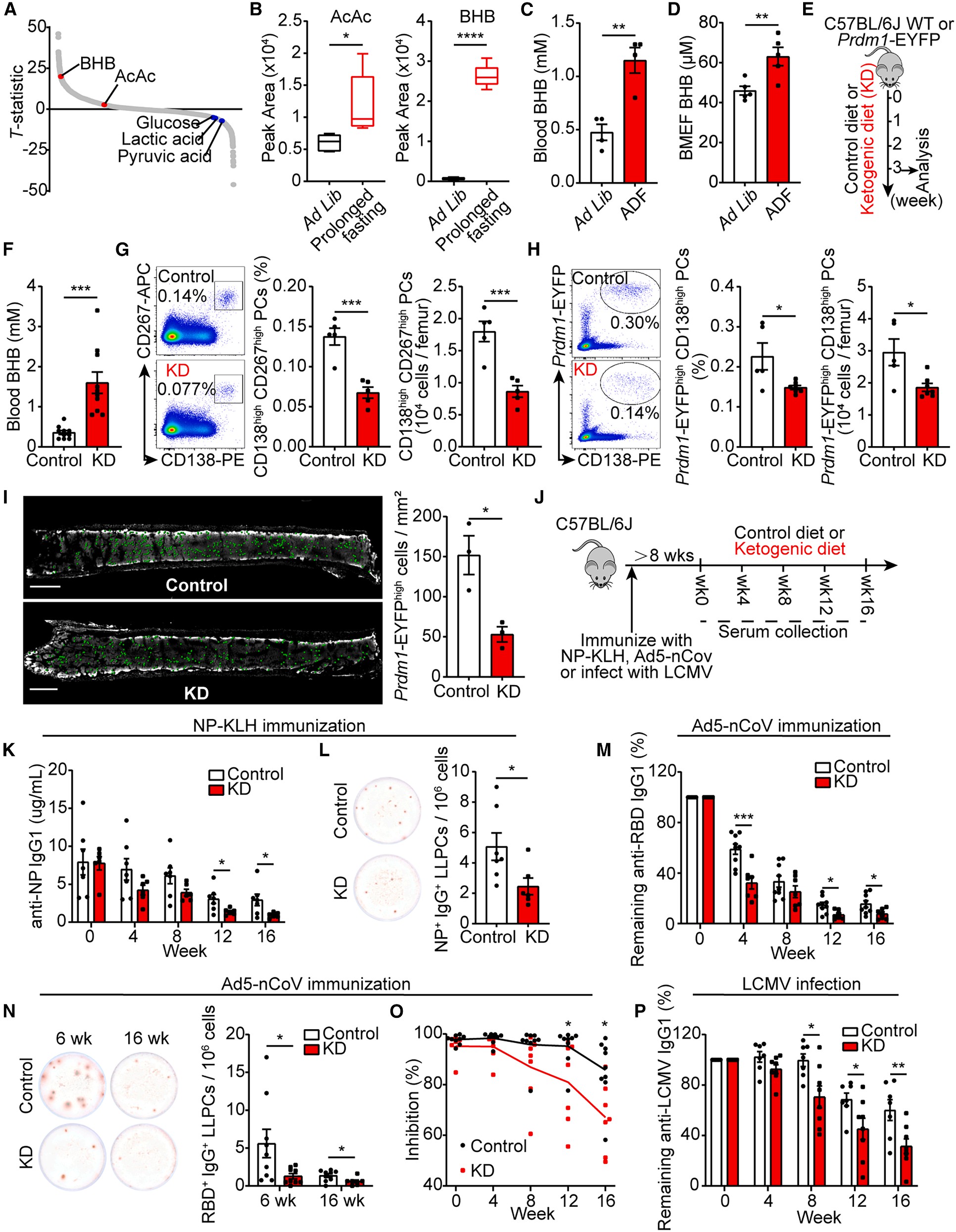 Fig. 3 KD impairs humoral immunological memory by depleting LLPCs.jpg