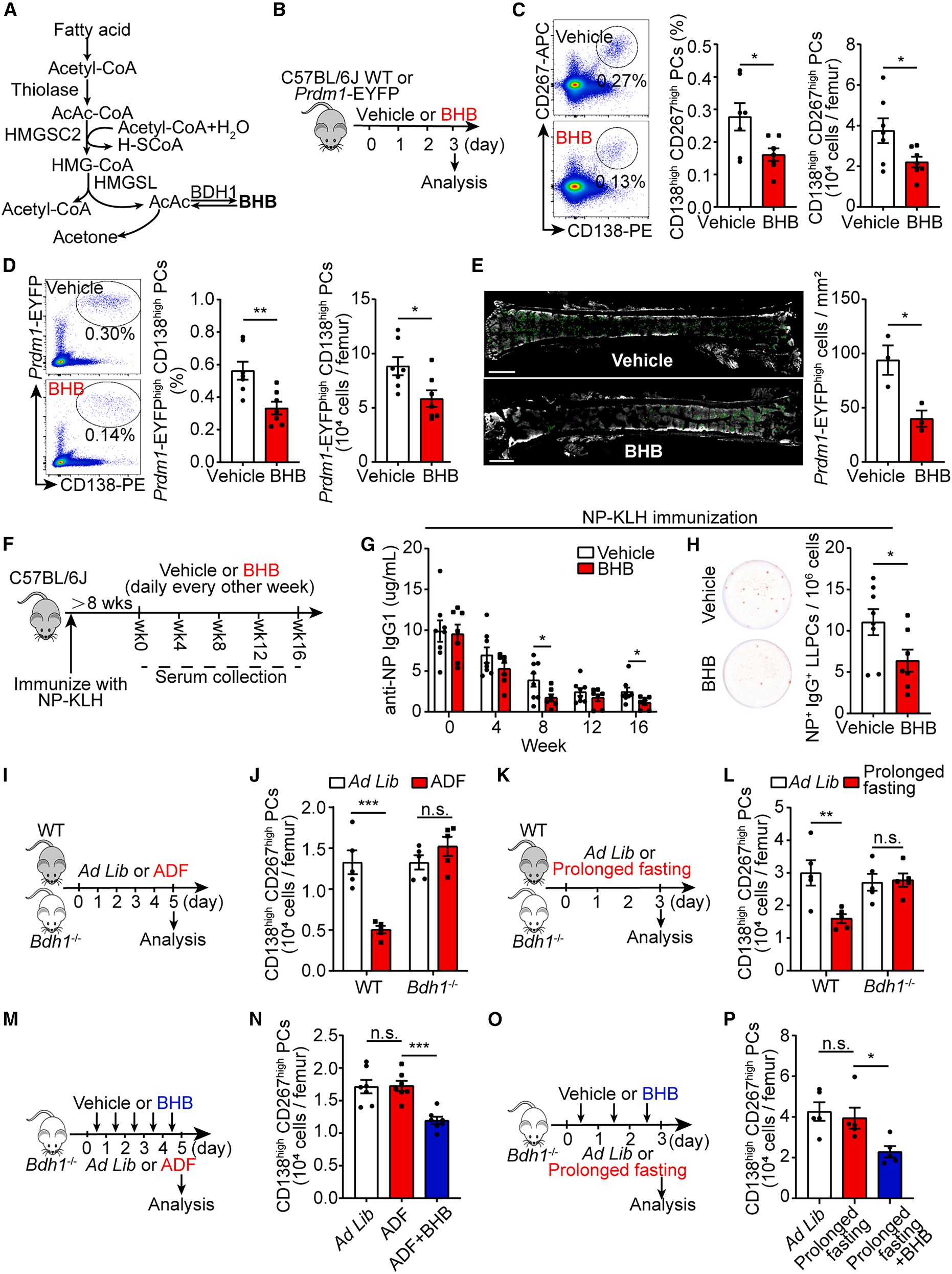 Fig. 4 BHB mediates the depletion effect of fasting on LLPCs.jpg