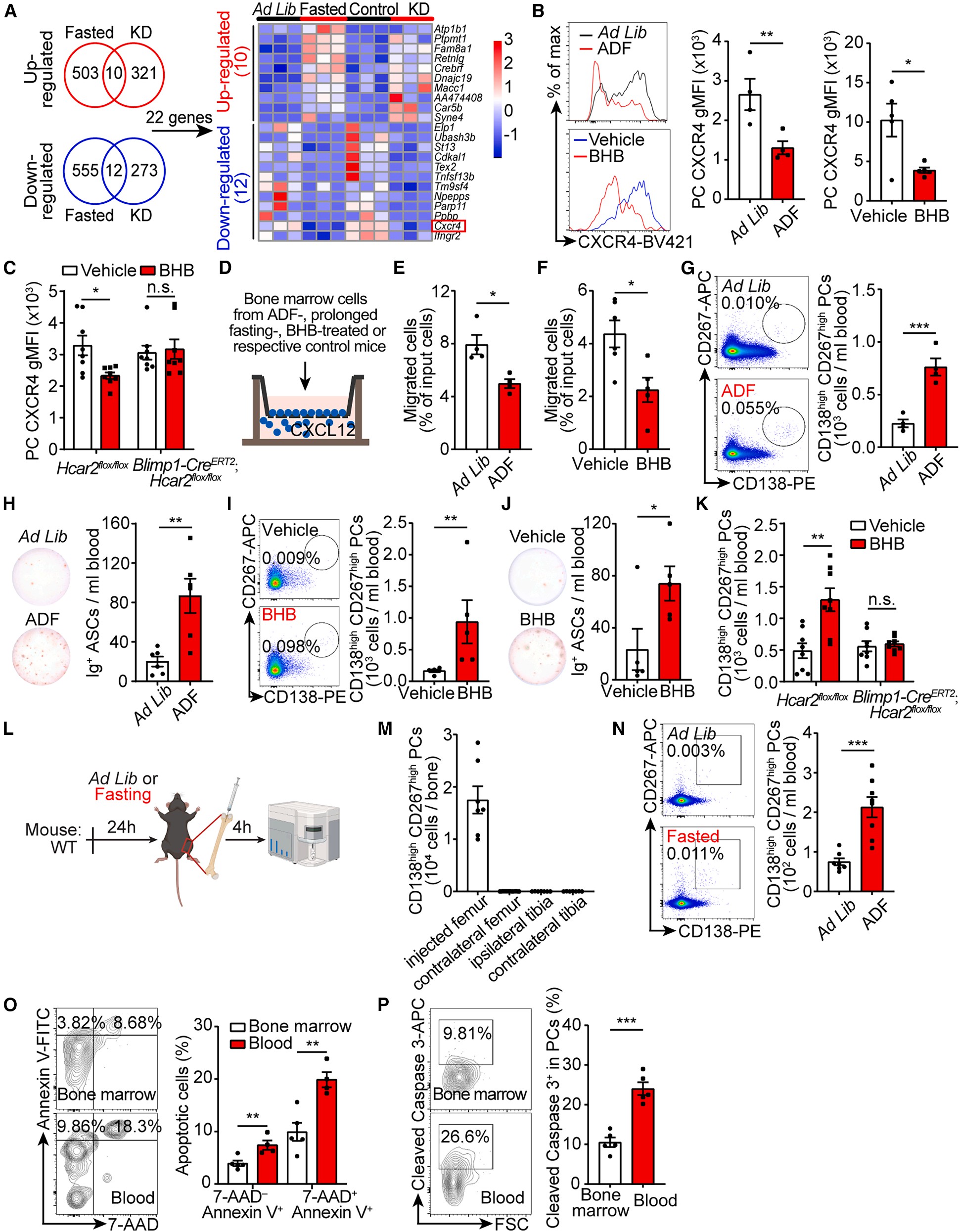 Fig. 6 BHB depletes BM PCs by mobilizing them into the circulation via HCAR2-Gαi–AC–cAMP axis-mediated downregulation of CXCR4.jpg