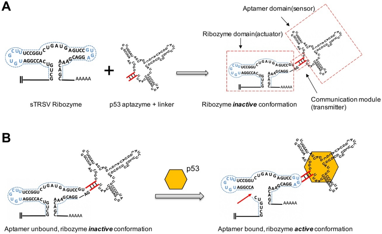 Figure 1 Construction and characterization of the p53 aptazyme.png