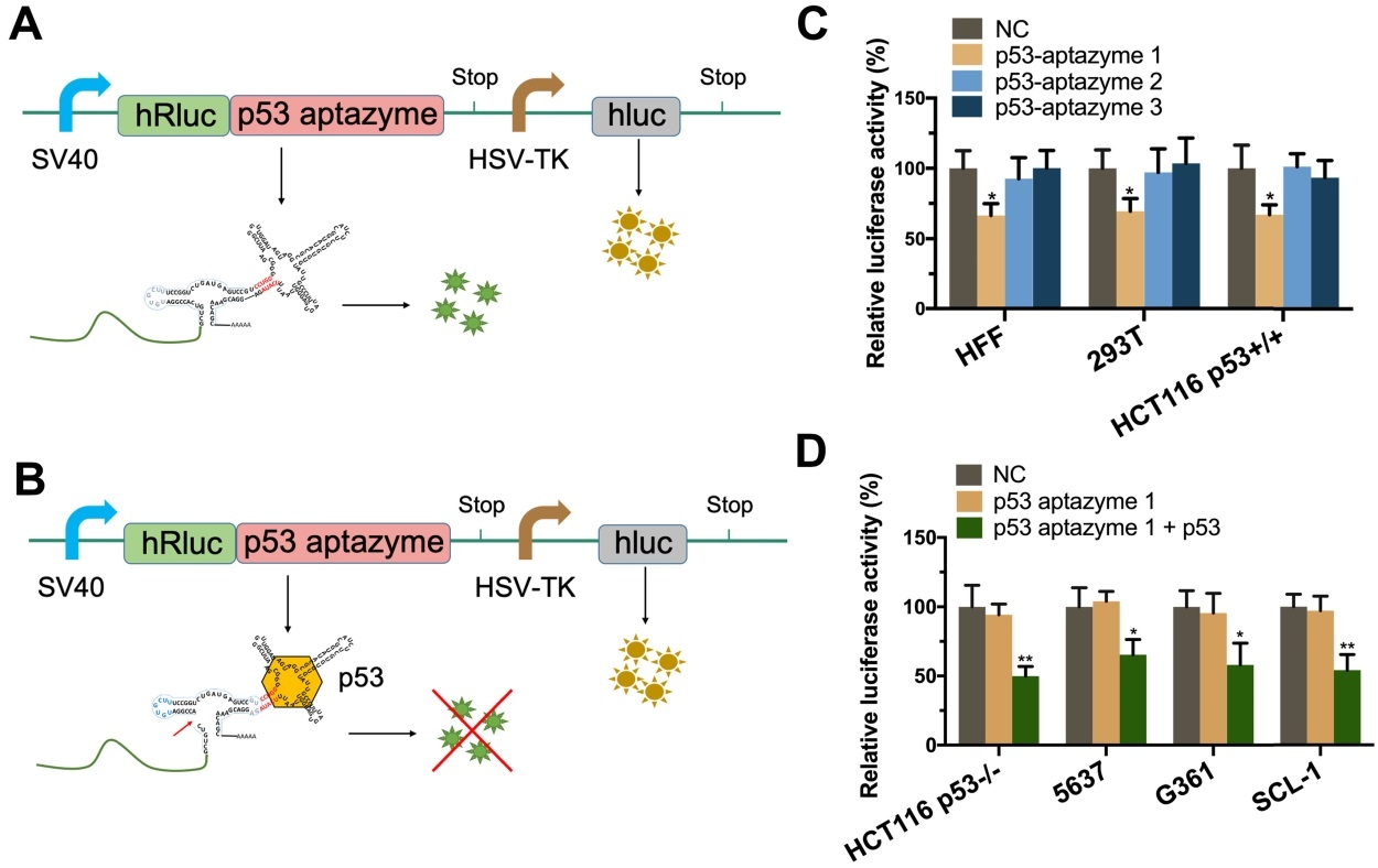 Figure 2 Aptazyme sensing of endogenous p53 test.png