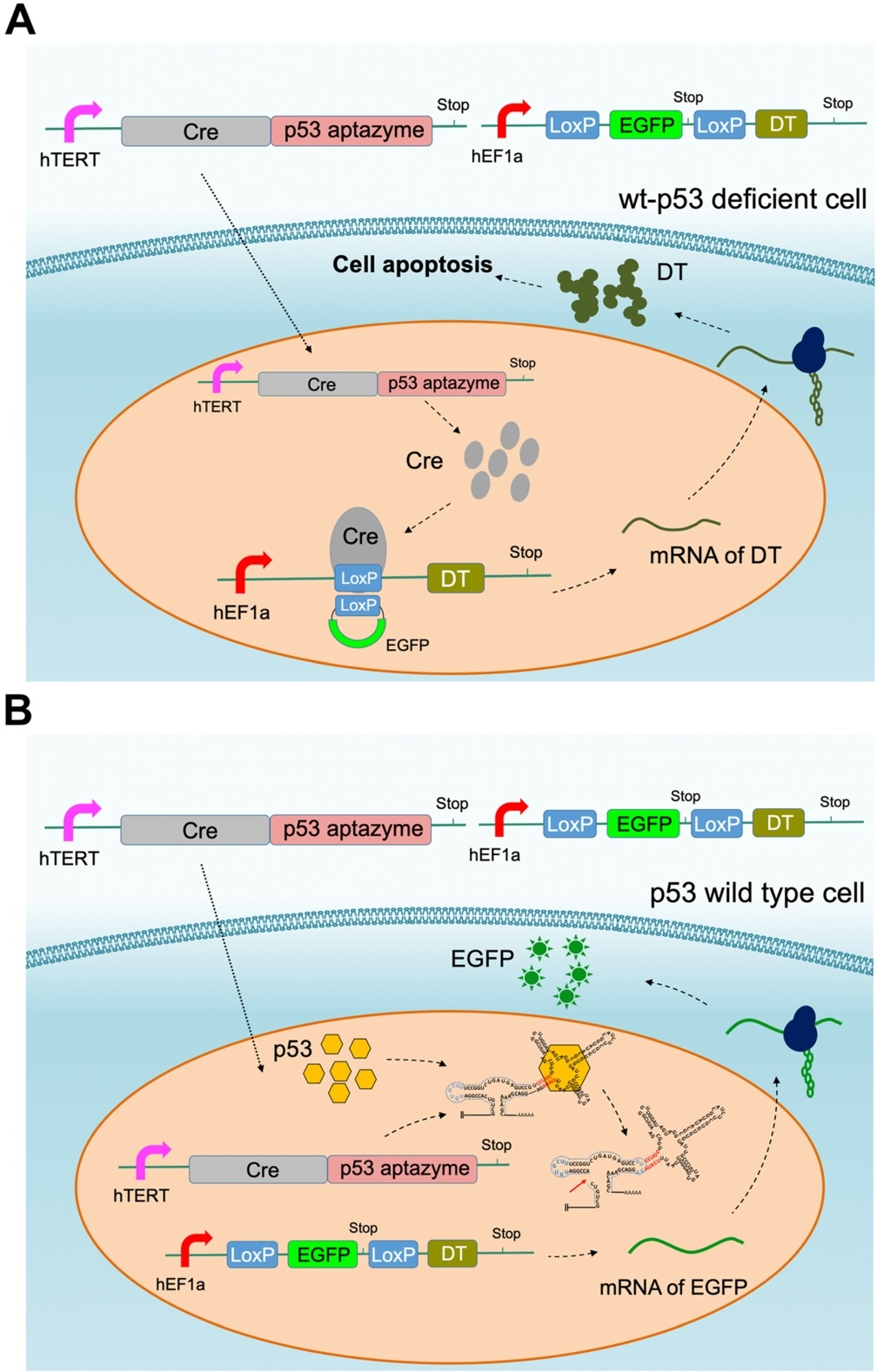 Figure 3 Construction of a Cre-LoxP-mediated gene circuit based on the p53-aptazyme device.png