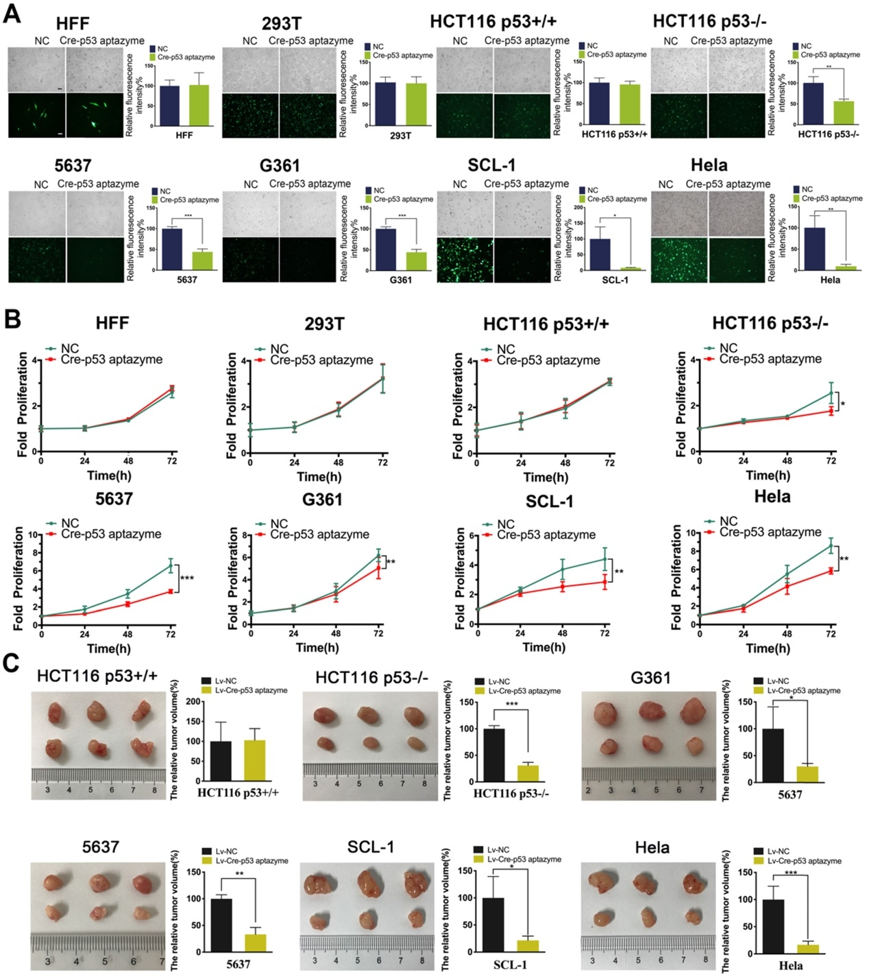Figure 4 The Cre-p53 aptazyme gene circuit inhibits the growth and promotes apoptosis of wild-type p53-deficient tumor cells.png