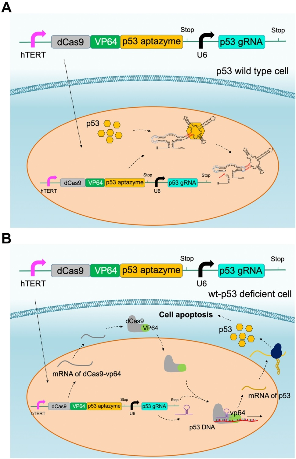 Figure 5 CRISPR-p53 aptazyme-mediated apoptosis.png