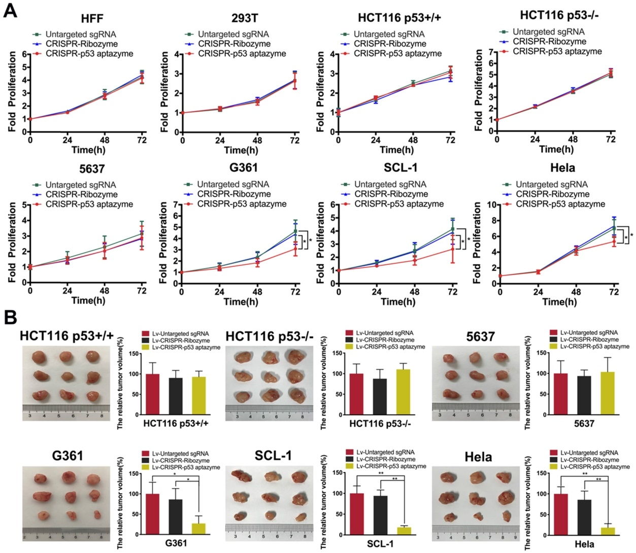 Figure 6 The CRISPR-p53 aptazyme system inhibits the proliferation of several wild-type p53-deficient cells in vitro and in vivo.png
