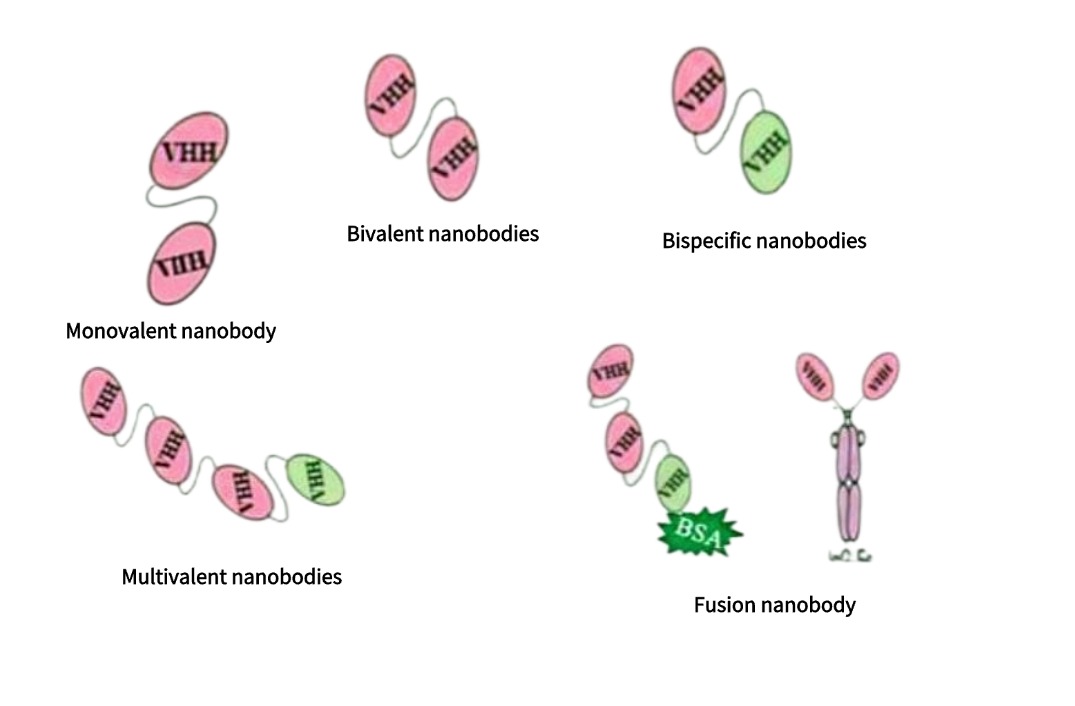 Figure 3. Structural variations of nanobodies..jpg