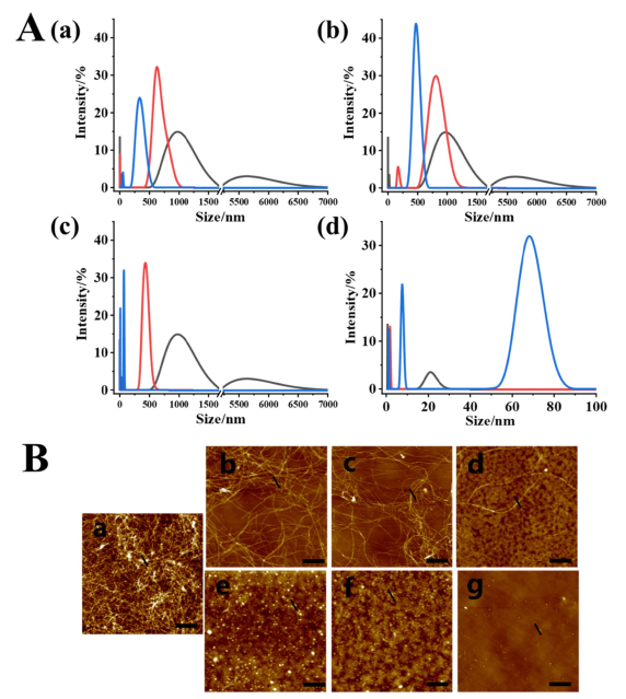 Figure 3. Particle size and morphological analysis of hIAPP..png