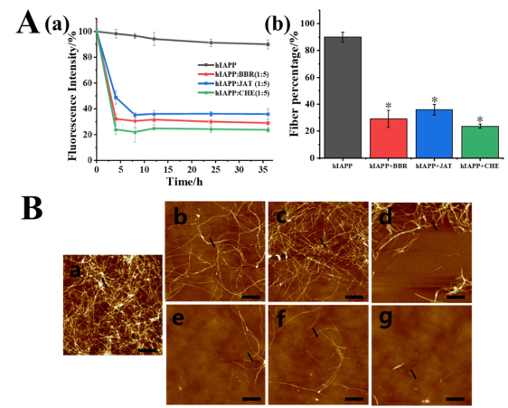 Figure 4. Remodeling of preformed hIAPP fibrils..png