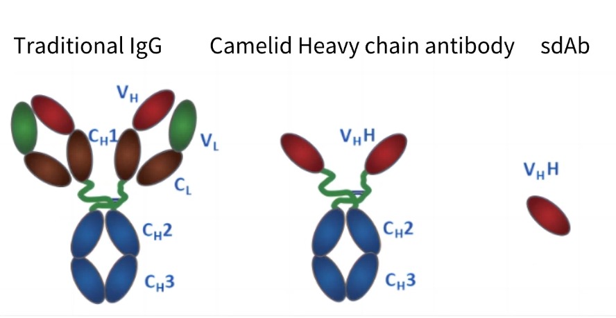 Figure 1_ Structural comparison .jpg