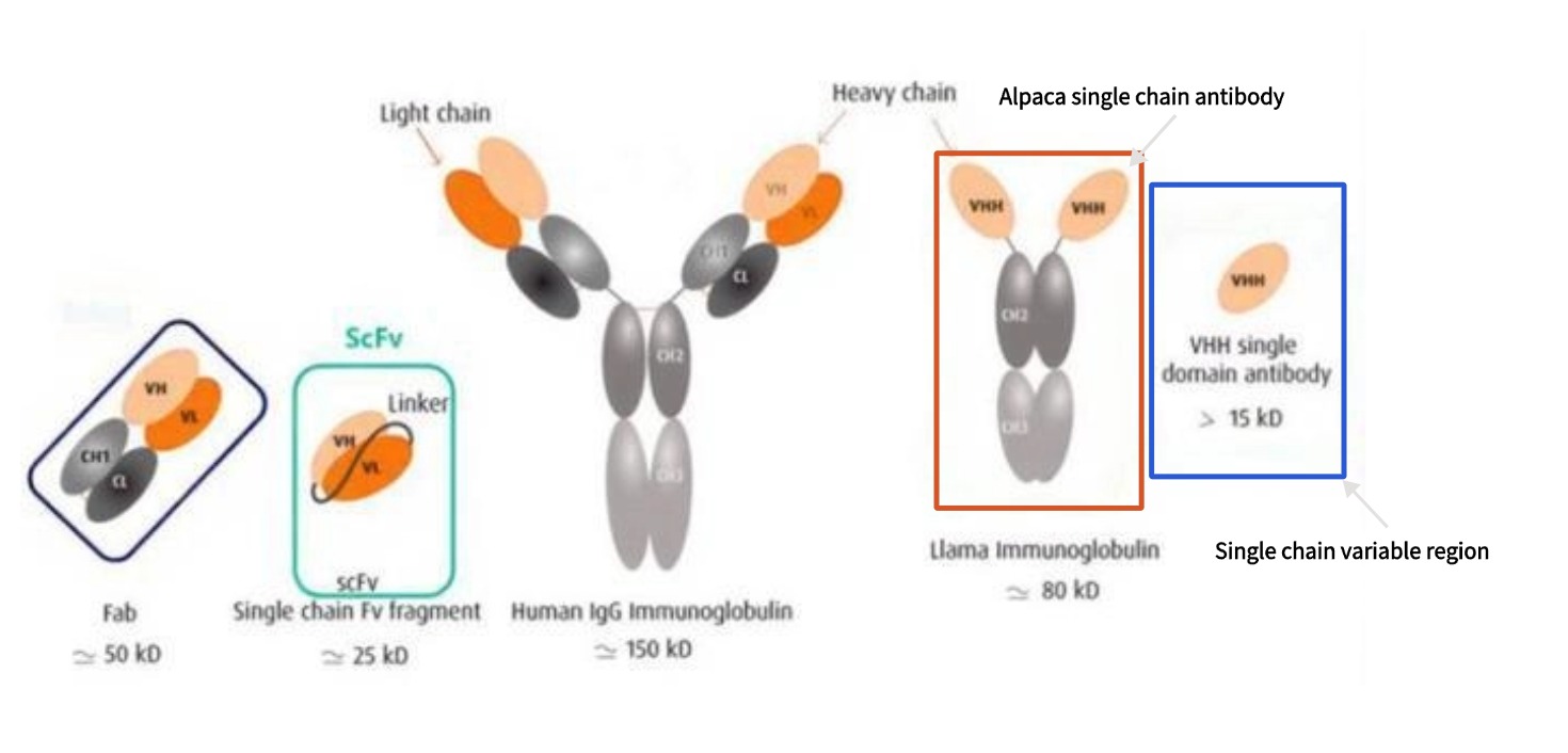 Fig. 1. Structural diagram of nanobodies..jpg