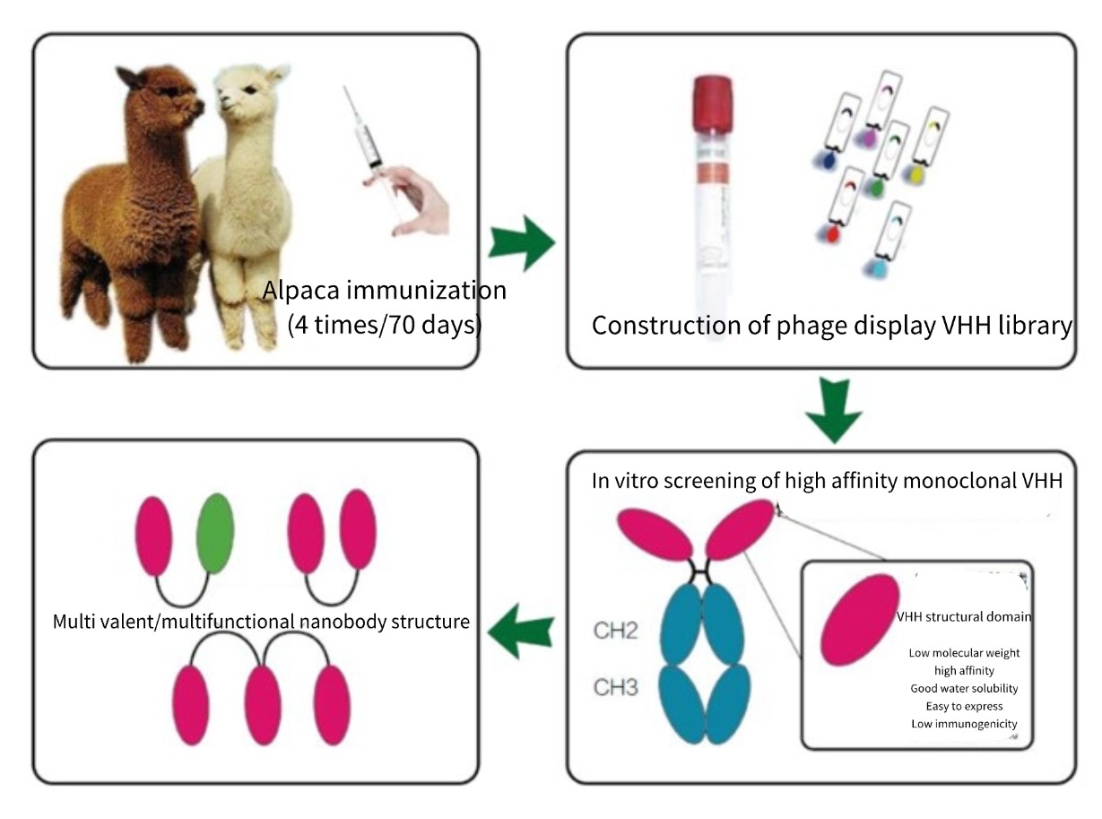 Development Process of Camelid.jpg