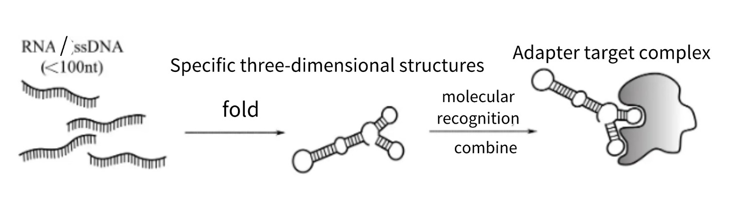 _nucleic acid aptamers and macro.jpg