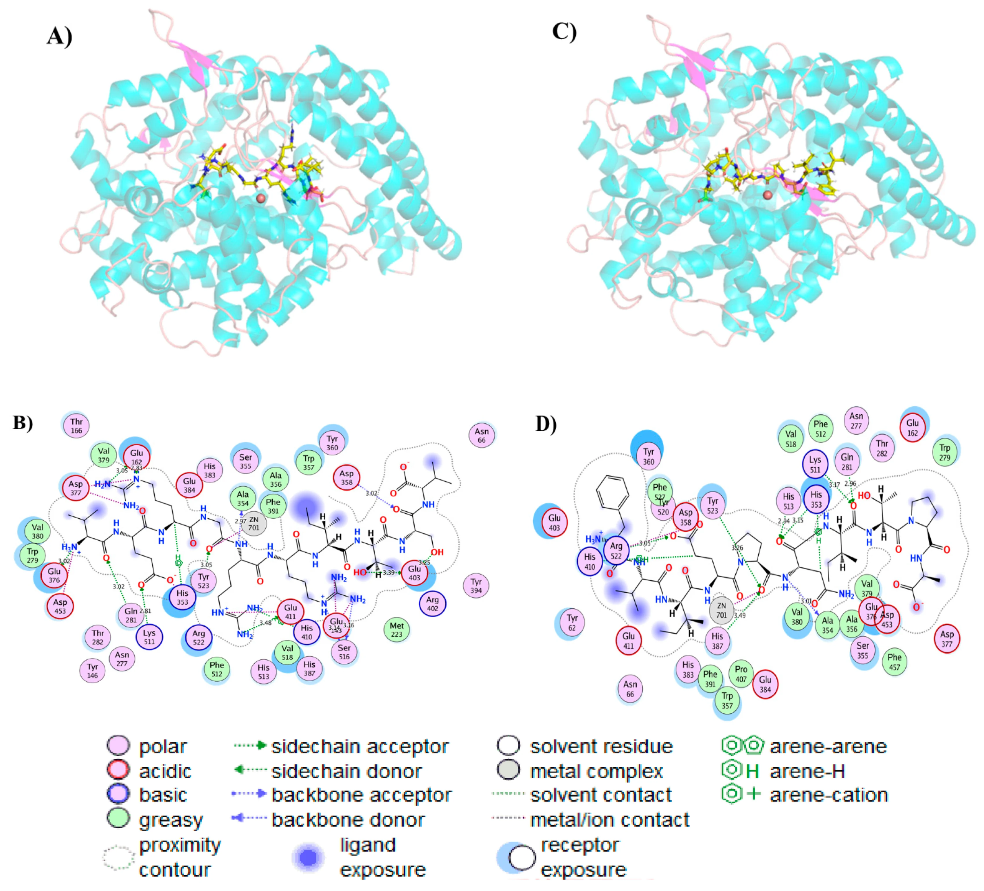 Figure 4. Hydrogen bond network from molecular docking.png