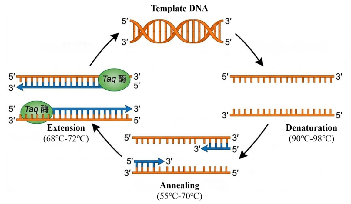 Figure 1 PCR Workflow.png