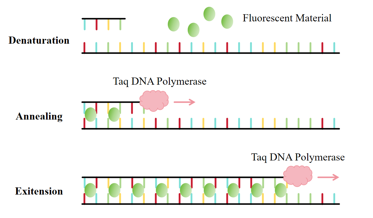Figure 2 SYBR Green I Fluorescent Dye Method.png