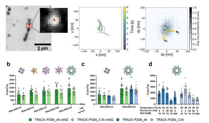 Figure 4.Single‑molecule tracking and diffusion analysis of engineered stochastic protein walkers.png