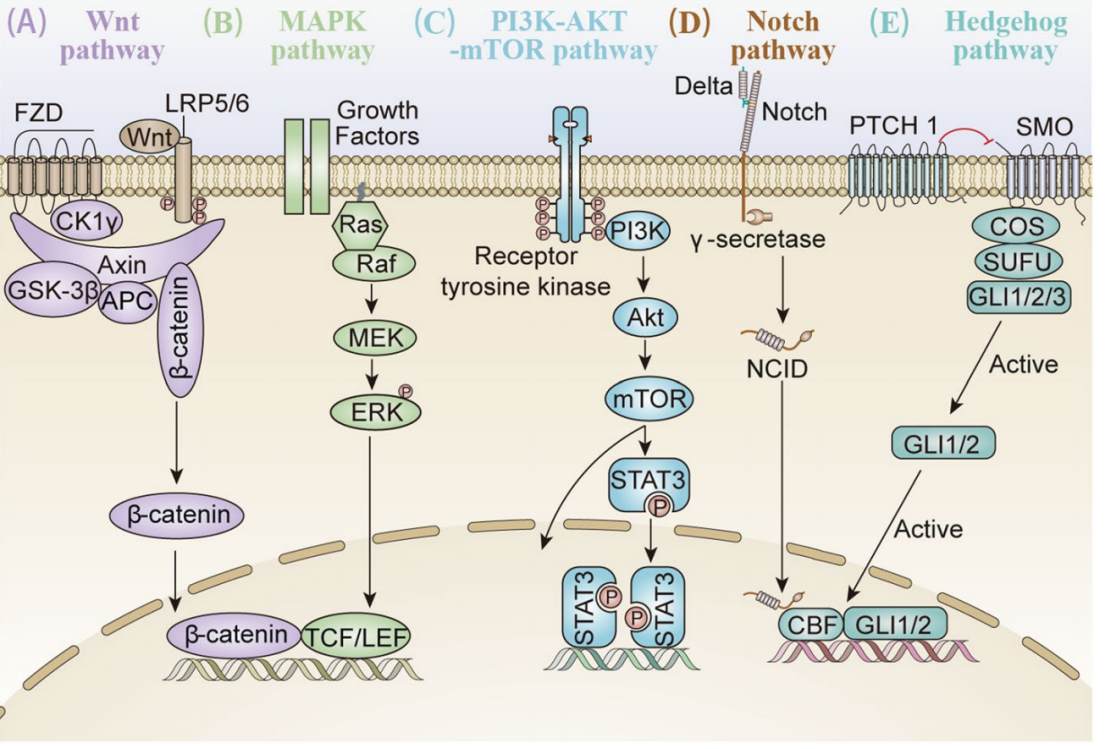 Fig. 1 Major CD24-mediated signaling pathways.png