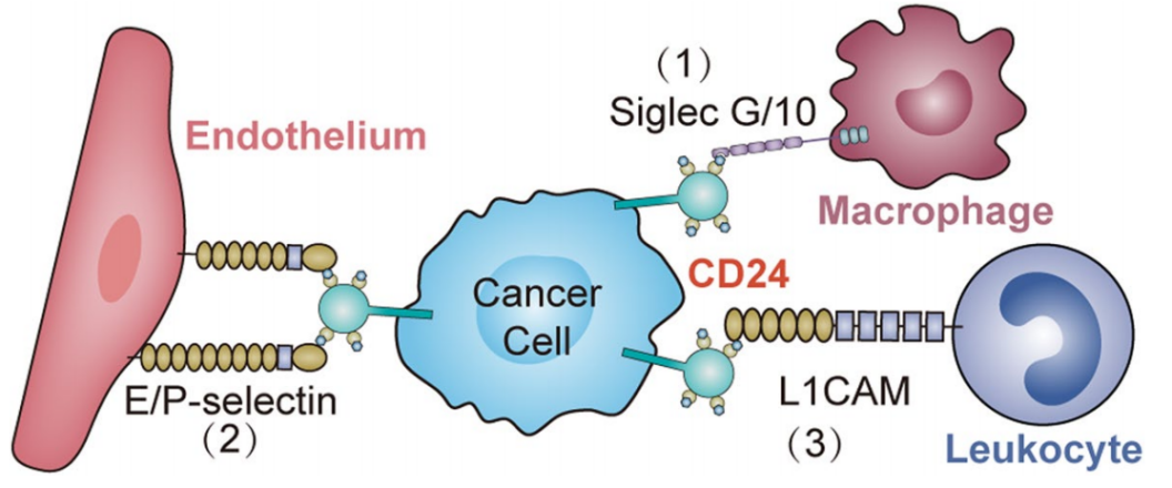 Fig. 2 Mechanism of Tumor Immune Evasion.png