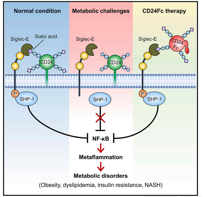 Fig. 3 Regulatory effects of CD24 on metaflammation.png